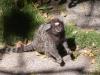 Les petits singes du pain de sucre
