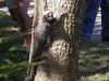 Les petits singes du pain de sucre